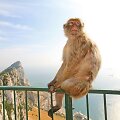 Gibraltaras