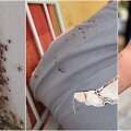 Blakės ir blakių sukandžioti nuteistieji Pravieni&scaron;kių pataisos namuose