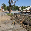 Vilniaus Luki&scaron;kių aik&scaron;tėje pa&scaron;alintos nudžiūvusios liepos