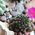 Sulcorebutia taratensis