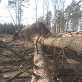 Nuvirtę medžiai Ukmergės rajone