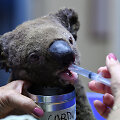 I&scaron; gaisro i&scaron;gelbėta koala