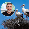 Marius Čepulis papasakojo apie gandrų gyvenimą