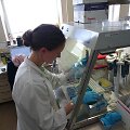 Viena i&scaron; VU &bdquo;iGEM&ldquo; komandos dalyvių Ingrida Olendraitė dirba laboratorijoje