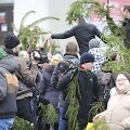 Kalėdinės eglių &scaron;akų dalybos