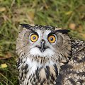Į laisvę i&scaron; Lietuvos zoologijos sodo paleisti Didieji apuokai