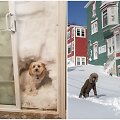 Kaip Kanada atrodo po įspūdingos sniego audros