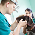 Gyvūnų ir žmonių organizmus gretinantis veterinaras V.Siaurys kuria naują kliniką