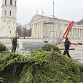 Statoma Kalėdų eglė prie katedros