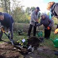 Klaipėdos universiteto Botanikos sode pasodintas Stelmužės ąžuolo palikuonis