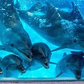 Jūrų muziejaus Delfinariumas