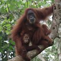 Orangutanas su jaunikliu