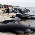 Naujojoje Zelandijoje į krantą i&scaron;mesta &scaron;imtai negyvų delfinų