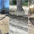 Vykdant J.Mateikos g. Kaune remonto darbus, manoma, buvo pažeisti medžiai