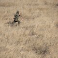 JAV muitinės ir sienos apsaugos agentai persekioja migrantus Meksikos ir Arizonos pasienyje