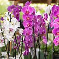 Orchidėjos