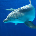 Delfinas