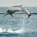 Delfinų rife galima i&scaron;vysti ir net paliesti &scaron;iuos žinduolius