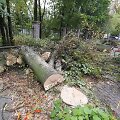 Vilniuje, Radvilų gatvėje nupjauti medžiai.