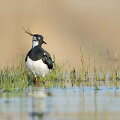 Paprastoji pempė (Vanellus vanellus)