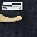 Lenktas Homo luzonensis pir&scaron;takaulis &ndash; ženklas, kad &scaron;ie žmogaus protėviai dar laipiojo medžiais