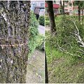 V.Krėvės pr. Kaune specialiai sužaloti medžiai