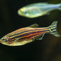Žuvelė zebrinė danija (Danio rerio)