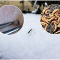 Erkė, uodas ir invaziniai &scaron;liužai &ndash; kaip juos paveikė &scaron;ių metų žiema?