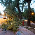 Naugarduko gatvėje nuvirto medis