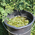 Dilgėlių raugas