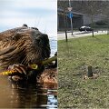 &bdquo;Nukirstas&ldquo; medis &scaron;alia Neries Vilniuje