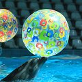 Į jūrų muziejaus rekonstruotą delfinariumą sugrįžę delfinai jau netrukus rengs pasirodymus žiūrovams. 