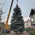 Kretingos Tvenkinio gatvėje užauginta eglė papuo&scaron; miestą per didžiąsias metų &scaron;ventes.