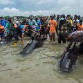 Indonezijoje nugai&scaron;o de&scaron;imtys ant seklumos užplaukusių delfinų