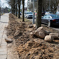 Lazdynuose tvarkant ap&scaron;vietimą pažeistos daugybės medžių &scaron;aknys
