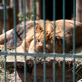 Lietuvos zoologijos sodo 82-asis sezono atidarymas