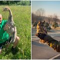 A. Katkus su gervės jaunikliu ir mažuoju apuoku