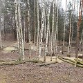 Pjaunami medžiai Pilaitės Priegliaus g.
