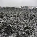 Vilnių nuklojo sniegas