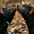 Tasmanijos velniai
