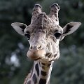 Žirafa