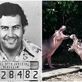 Ruo&scaron;iamasi i&scaron;skersti P.Escobaro palikimą &ndash; į Kolumbiją privežtus begemotus
