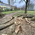 Sostinės &bdquo;Žirmūnų trikampyje&ldquo; kertami medžiai