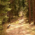 Kulautuvos pėsčiųjų sveikatingumo takai