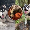Sibiro haskių veislės kalytė Duona