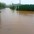 Apsemti Kai&scaron;iadorių &bdquo;Baltojo berželio&ldquo; sodai