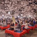 Kiote žydinčios sakuros sutraukia minias japonų ir turistų