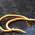 Ascaris lumbricoides