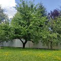&Scaron;alia tvoros augantys medžiai