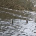 Patvinęs Nevėžis